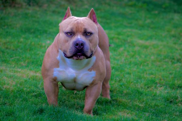 American Bully (Temple)63839343754881120