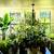 So Many Pretty Plants, starting at $5 1 thumbnail