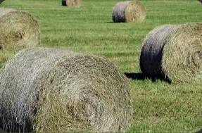 Alfalfa hay 1