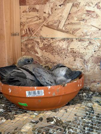 Pigeon (Chicago Ridge)63918925414274120