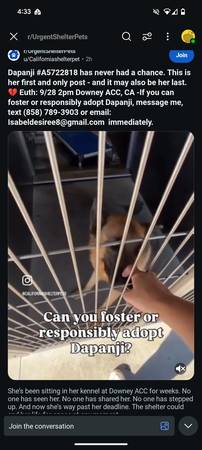 Gentle and friendly German Shepherd (Carmichael)63881395678467122