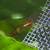 freshwater fish 1 thumbnail