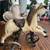 Vintage-style, hand-carved wooden horse tricycle 1 thumbnail