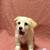 PUPPYS FOR SALE 4 thumbnail