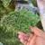 Brand New Rolls of Artificial Grass !! 1 thumbnail
