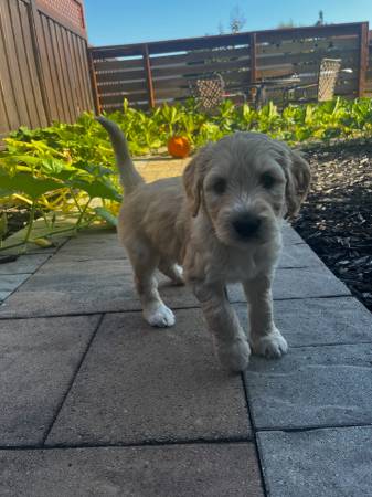Cachorro Goldendoodle en adopción (rohnert pk / cotati)63869605692419120