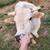 Mini Zebu Mini Jersey Steer 4 thumbnail