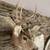 Mule Deer Head Mount 3 thumbnail