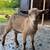 Nigerian dwarf goats 1 thumbnail
