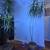 Decorative palm trees🌴DELIVERY🎅Dragon tree.Dracaena Marginata.Plants 7 thumbnail