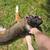 Belgian Malinois/Border Collie Mix 2 thumbnail