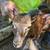 Soay Sheep Rams (Spring Born) 4 thumbnail