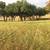 CATHEYS LAWN CARE -- Mowing, LEAVES, Mulch, Shrubs, Trees 7 thumbnail