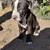 rehoming american pit x boxer puppies 4 thumbnail