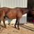 14 yr old gelding 2 thumbnail