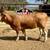2 beefmasters heifers GENTLE!! 5 thumbnail