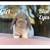 Holland Lop Bunnies 6 thumbnail