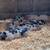 GOS piglets 1 thumbnail
