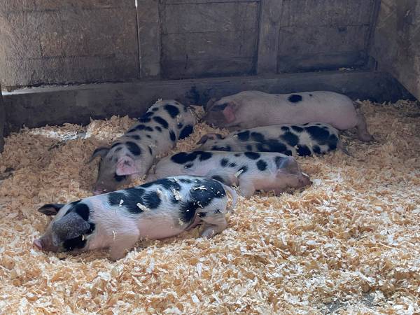 GOS piglets 1
