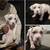 American bulldog 2 thumbnail