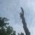 Tree service 1 thumbnail