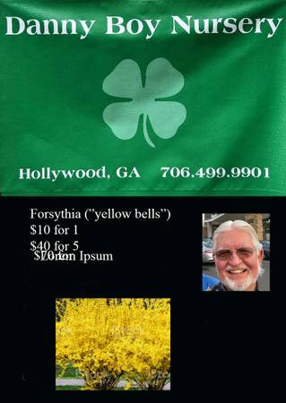 Fall Sale on Forsythias (yellow bells) 1