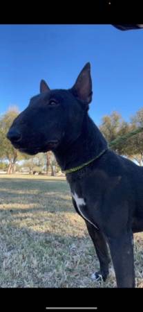 Male Bull Terrier 1