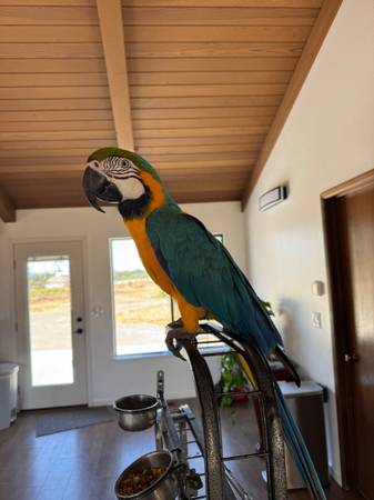 Macaw Parrot (santa rosa)63683413107841120