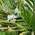 White, Yellow and Pink Hawaiian Ginger Plants 5 thumbnail