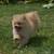 Teddy bear pomeranian 1 thumbnail