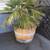 Wine Barrel and Half Wine Barrel Planter Labor Day Sale 4 thumbnail