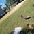 Pullets for sale 12 thumbnail