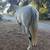 9 old mare quarter Horse 1 thumbnail