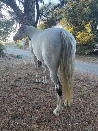 9 old mare quarter Horse 1