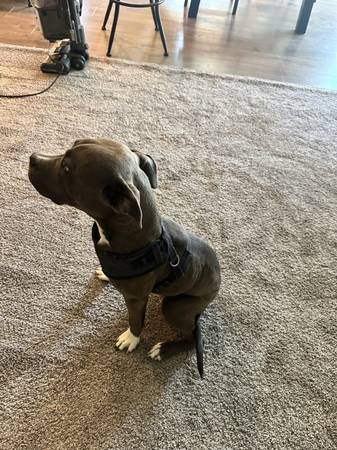 Reubicación de una perra pit de 7 meses (Kennewick)63827961630593122
