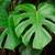 Monstera Indoor Plant Starter 1 thumbnail