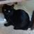 Free Kittens, all males 1 thumbnail