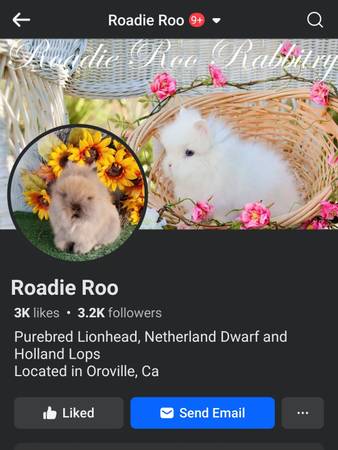 Lionhead and Holland Lop Bunnies 1