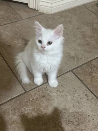 Gatitos Persa/Himalaya (McAllen)64148953076353121