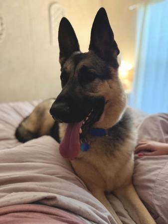 Akc German Shepard63662816041601120