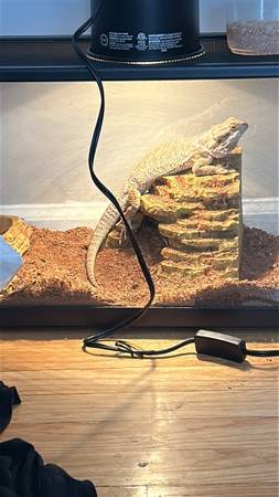 Bearded dragon for sale with enclosure 350 (Chicago)63844236043139120