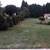 EVERGREEN SCREENING. HEDGES, PRICACY WALLS ETC 5 thumbnail