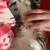 Male tabby 2 thumbnail