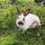 Bunnies 2 thumbnail