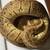 Good morphs set ball python for rehoming 2 thumbnail