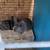 Rabbit 2 thumbnail