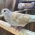Group of 14 Ringneck Doves plus 7'x4'x7' AVIARY dove 8 thumbnail