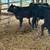 Brangus heifers 2 thumbnail
