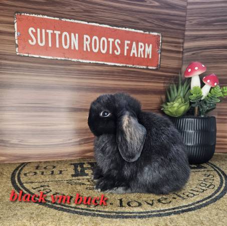 Conejos Holland Lop, mini rex, rex (Henderson, KY)63352074269057124