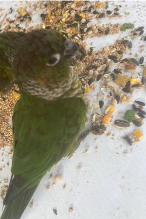 Green cheek conure (Mason)63908216710658122